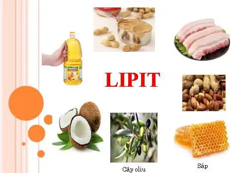 Read more about the article LIPIT