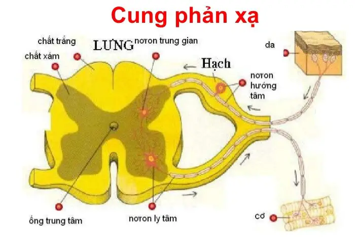 Read more about the article Hoạt Động Phản Xạ Của Hệ Thần Kinh
